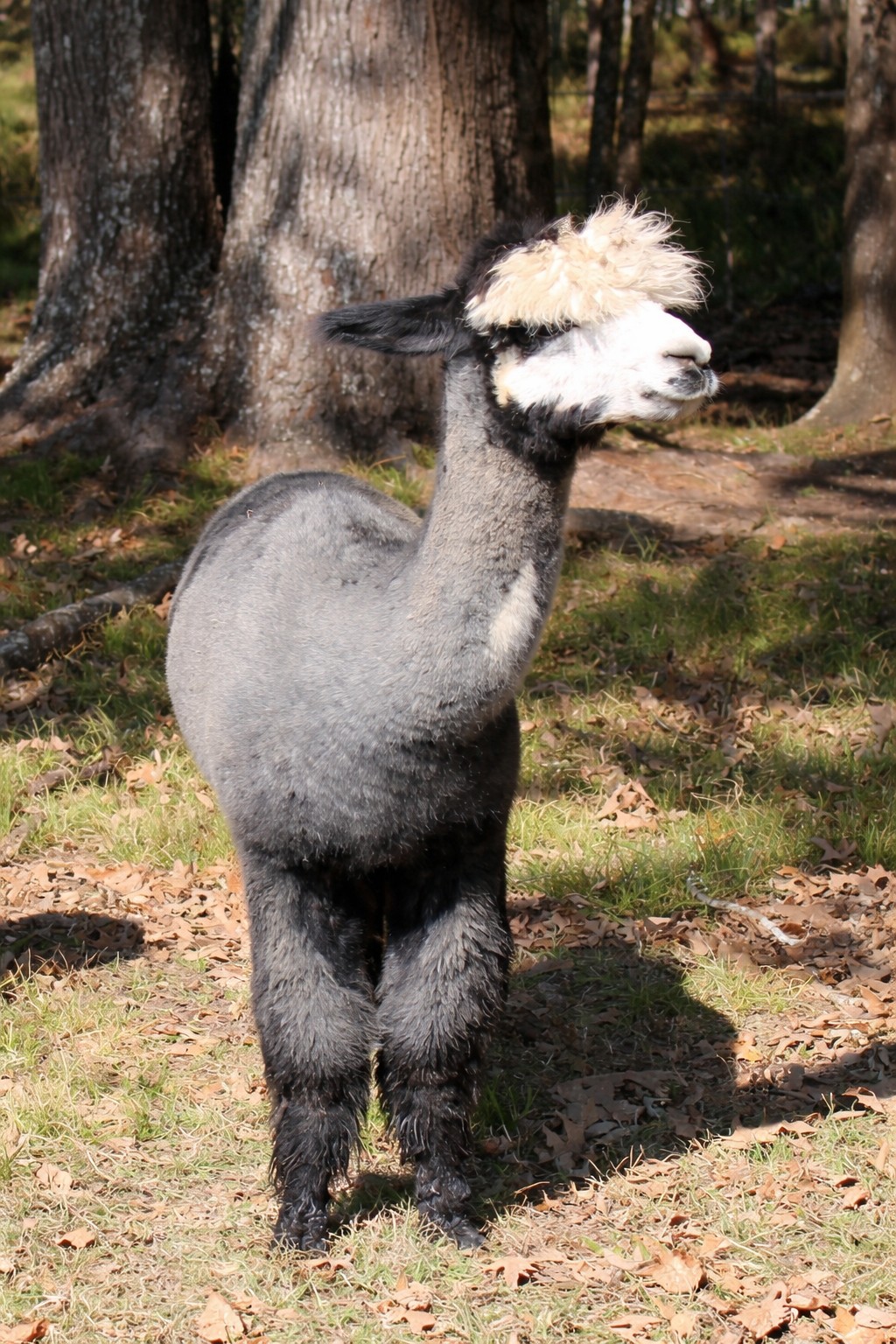 Julie the female alpaca