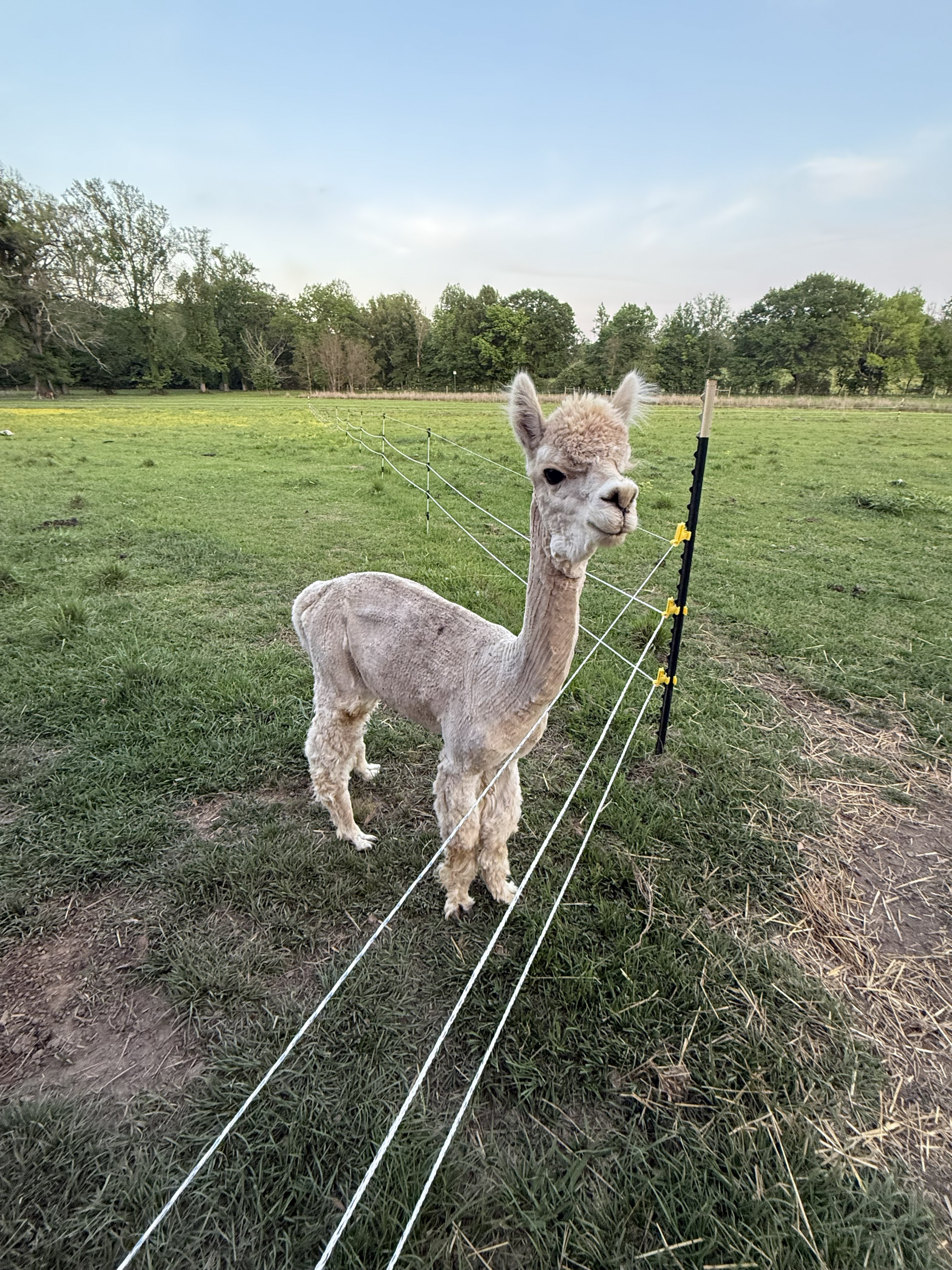 Mono the national champion alpaca