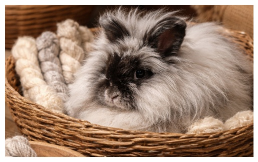 English Angora rabbit from Puzzles Fiber Farm