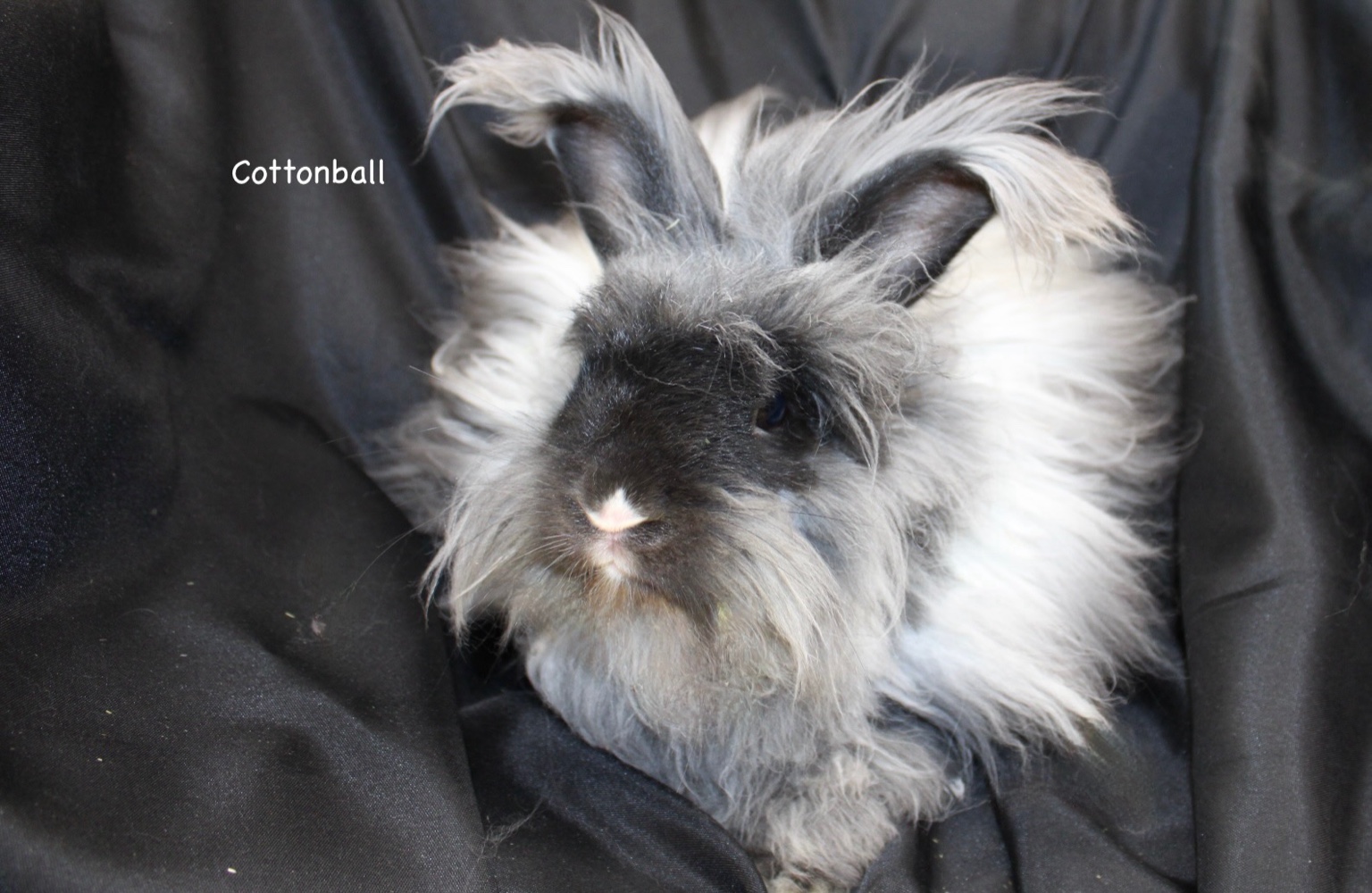 Cottonball the English Angora buck
