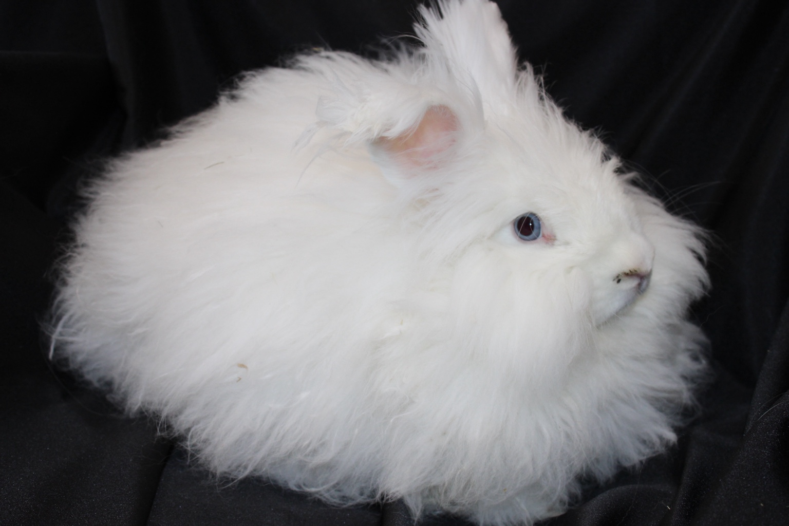 Daphne the Blue-Eyed White English Angora doe