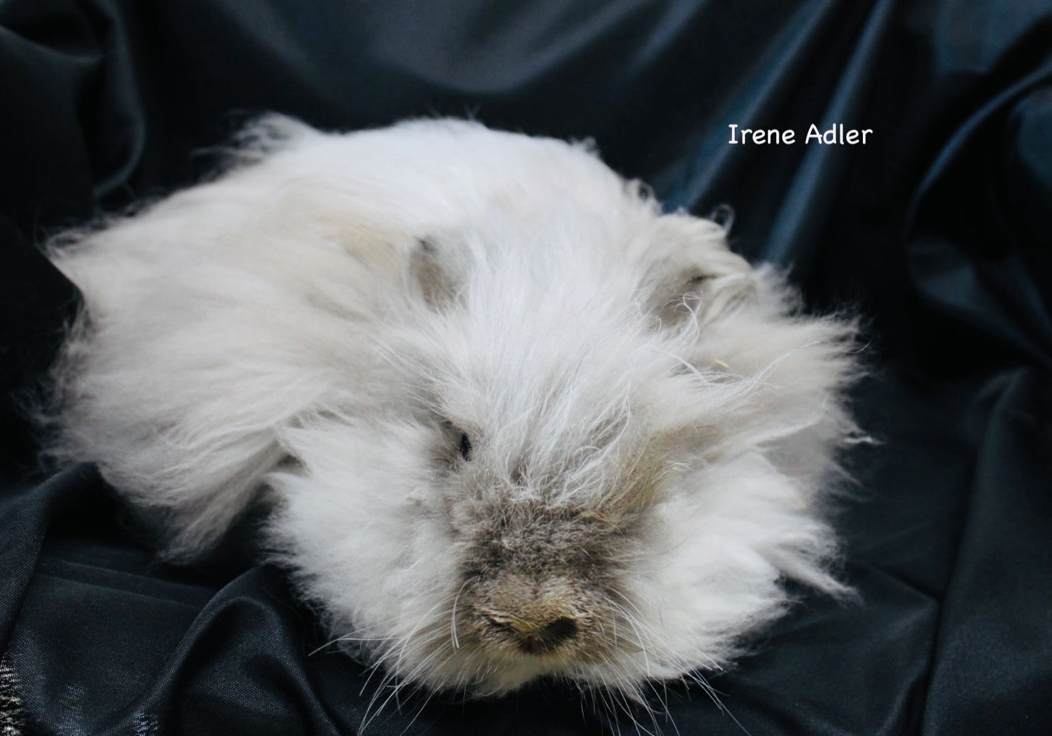Irene Adler the blue English Angora doe