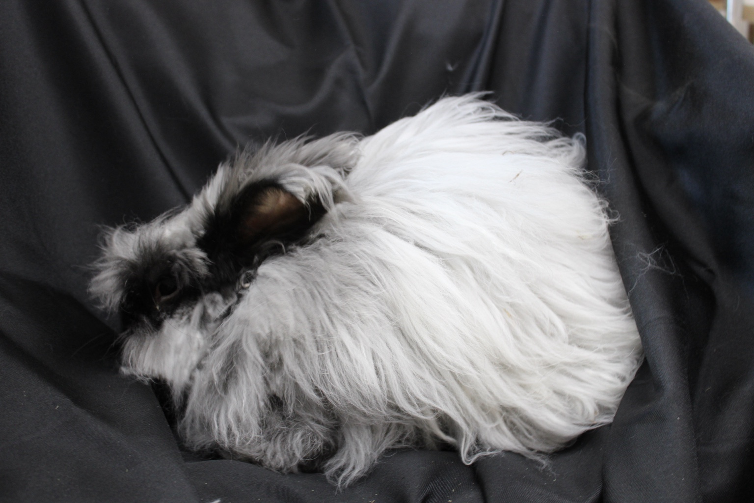 Joe the English Angora buck