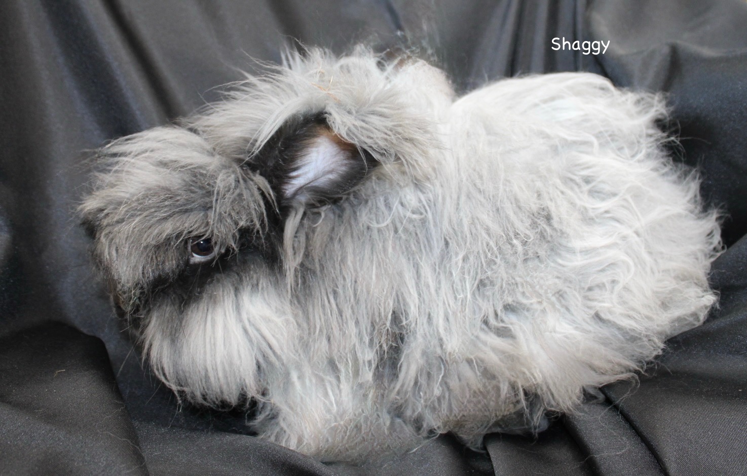 Shaggy the black English Angora buck