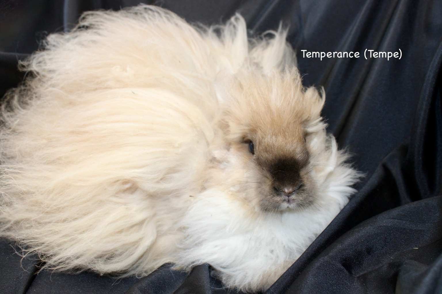 Temperance (Tempe) the blue tort English Angora doe