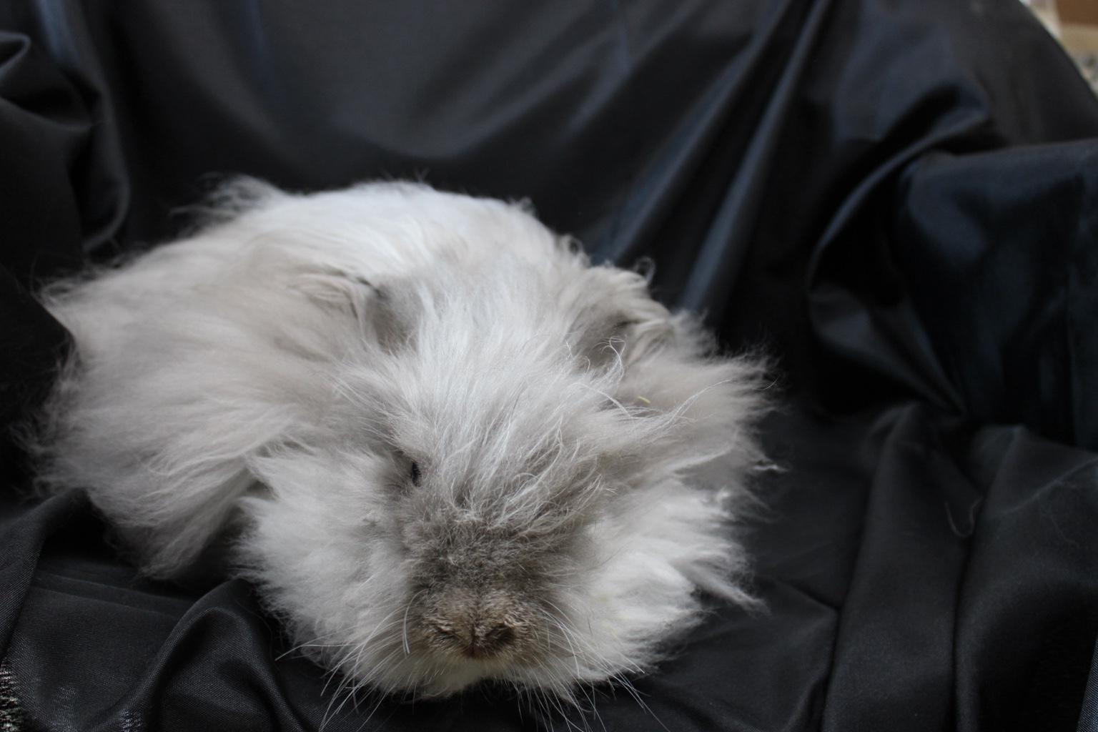 Velma the English Angora doe