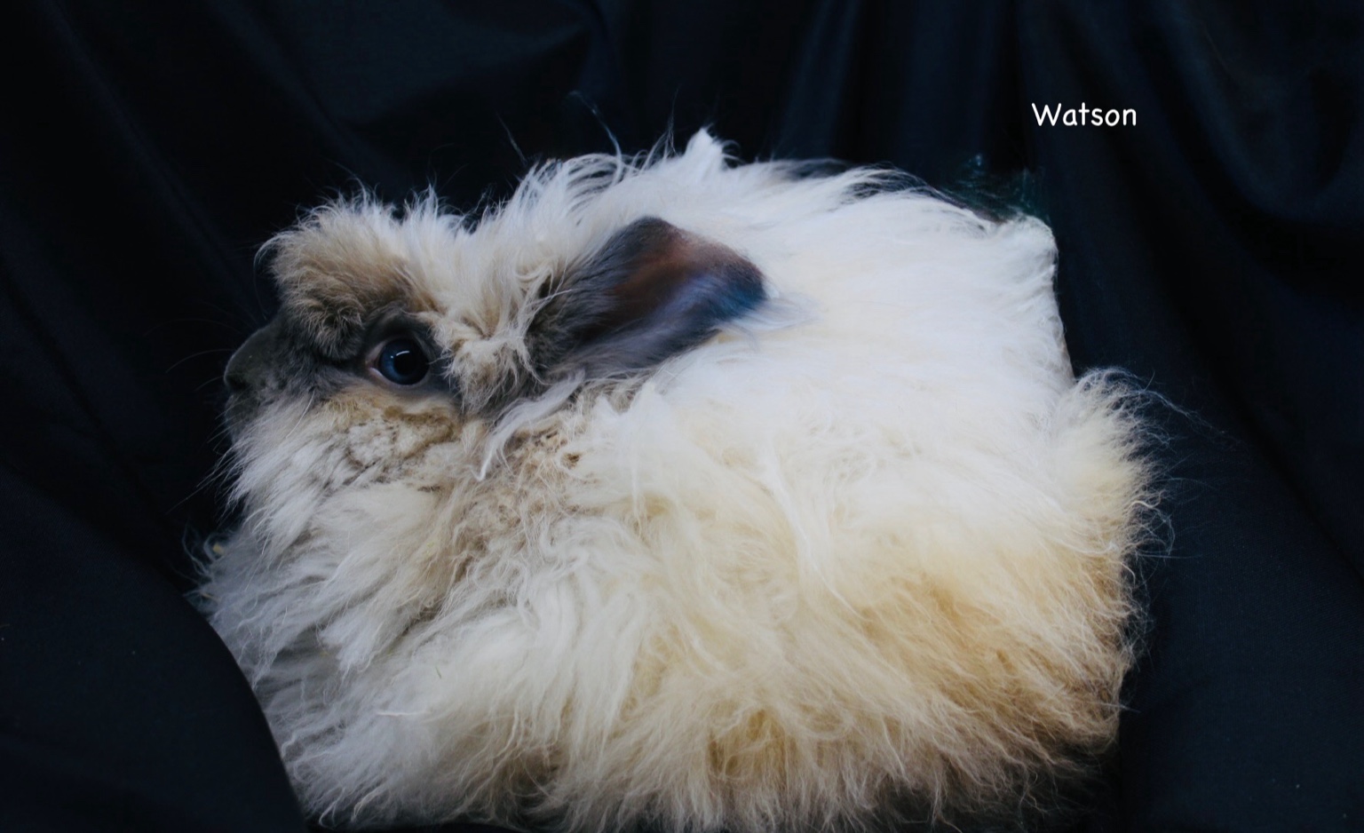 Watson the blue tort English Angora buck