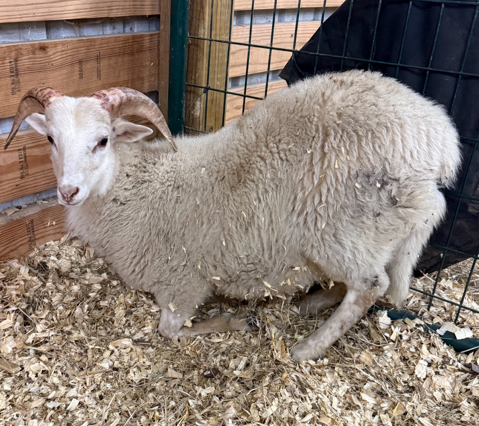 Fred the Gulf Coast Native ram