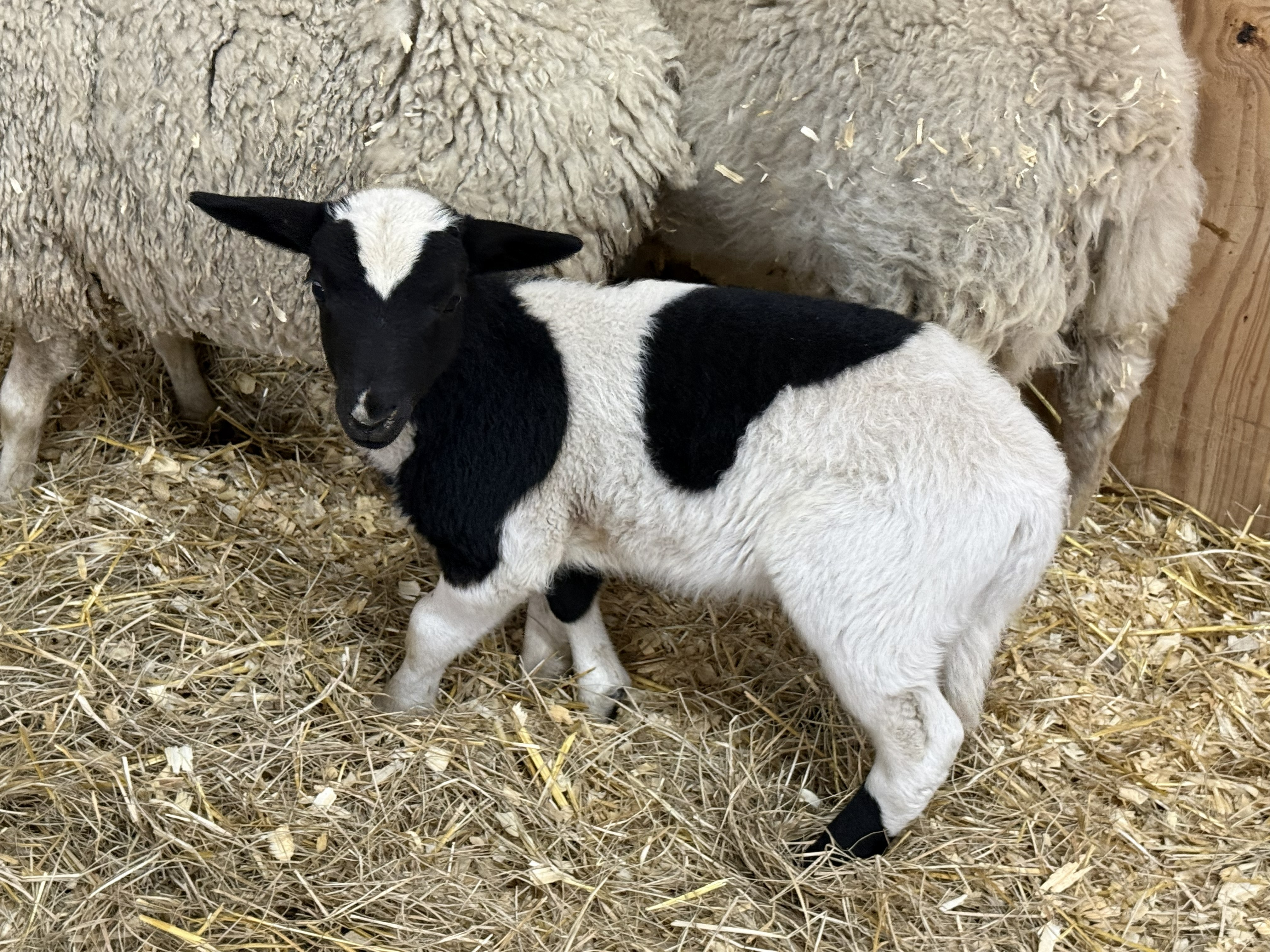 Pebbles the Gulf Coast Native ram